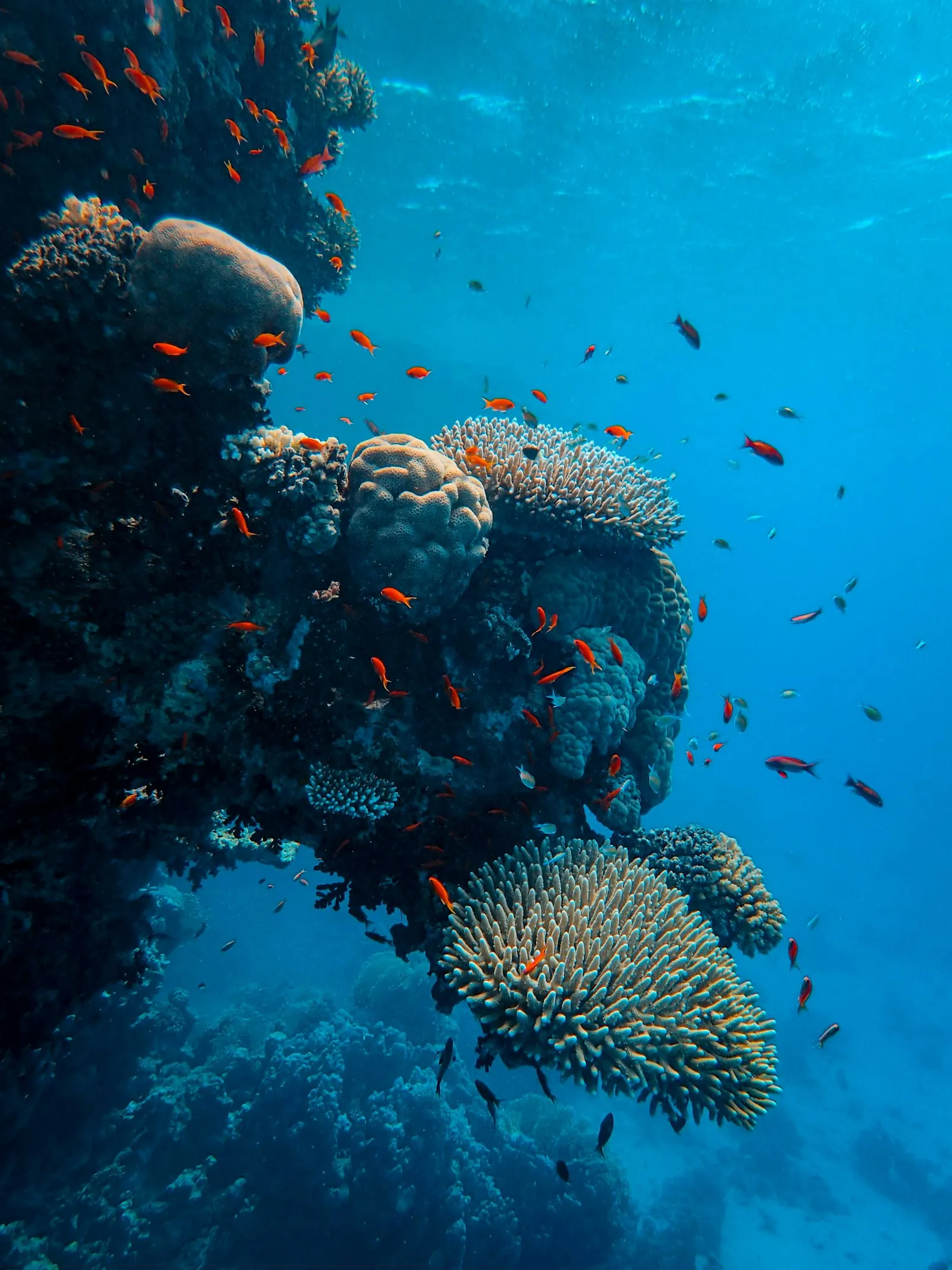 Reef