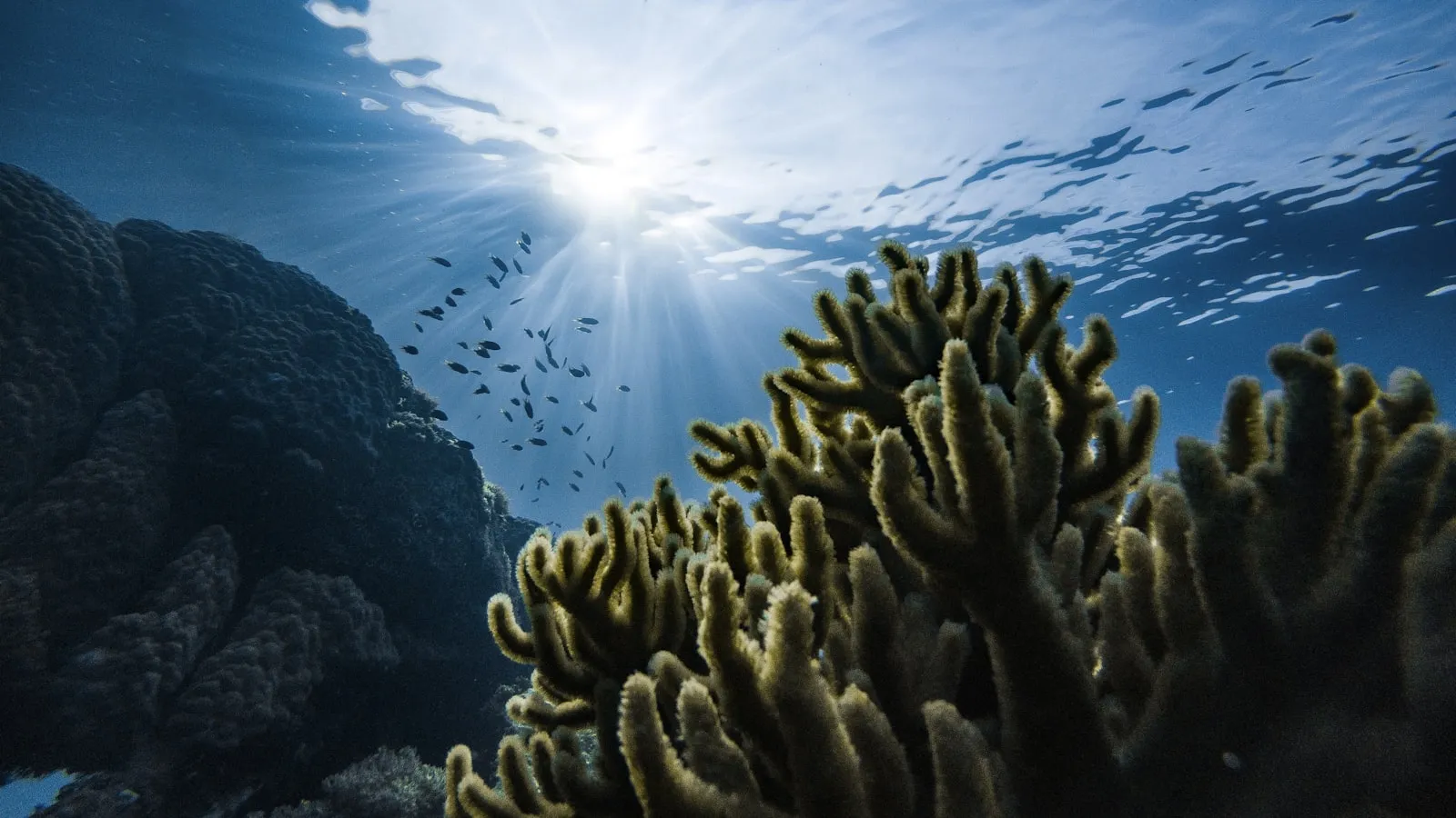 Deep Ocean